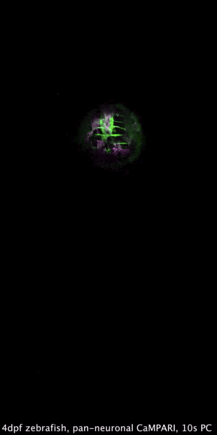 【论文故事】给神经活动拍个“钙片”