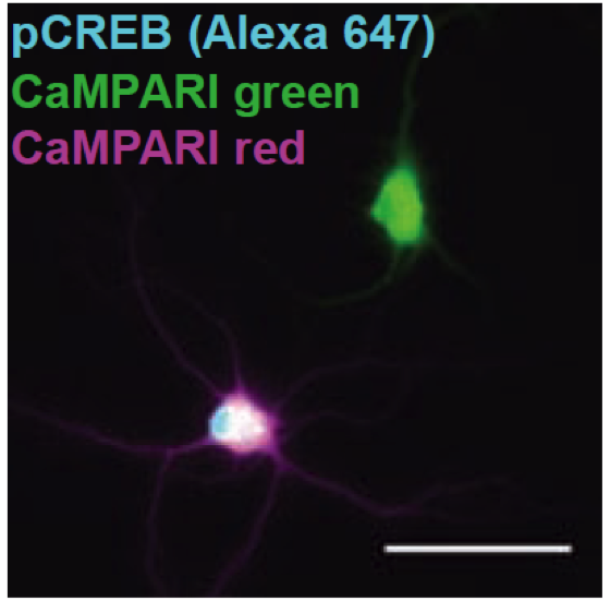 【论文故事】给神经活动拍个“钙片”