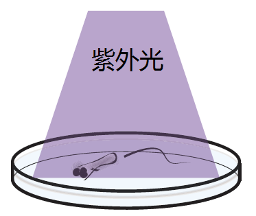 【论文故事】给神经活动拍个“钙片”