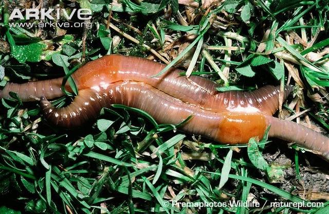 蚯蚓为什么要在大雨过后爬到地表？