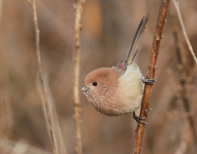 天蓝色的鸟蛋，你见过吗？