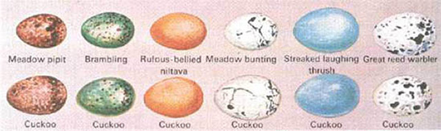 天蓝色的鸟蛋，你见过吗？