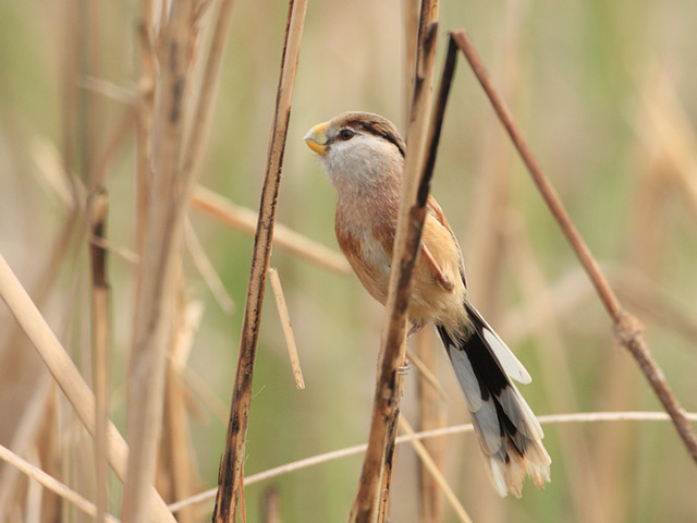天蓝色的鸟蛋，你见过吗？