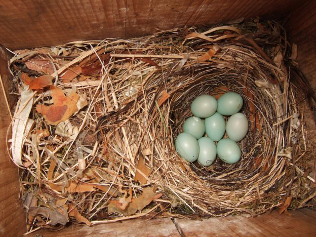 天蓝色的鸟蛋，你见过吗？