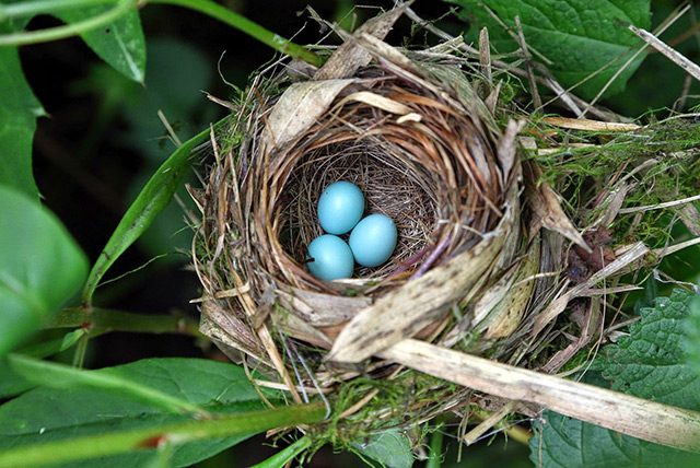 天蓝色的鸟蛋，你见过吗？