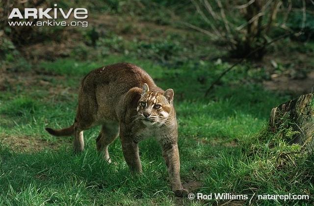 时隔30年，中国云猫去而复返