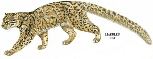 时隔30年，中国云猫去而复返