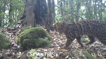 时隔30年，中国云猫去而复返