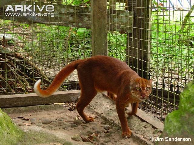 时隔30年，中国云猫去而复返