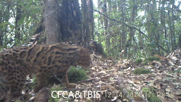 时隔30年，中国云猫去而复返