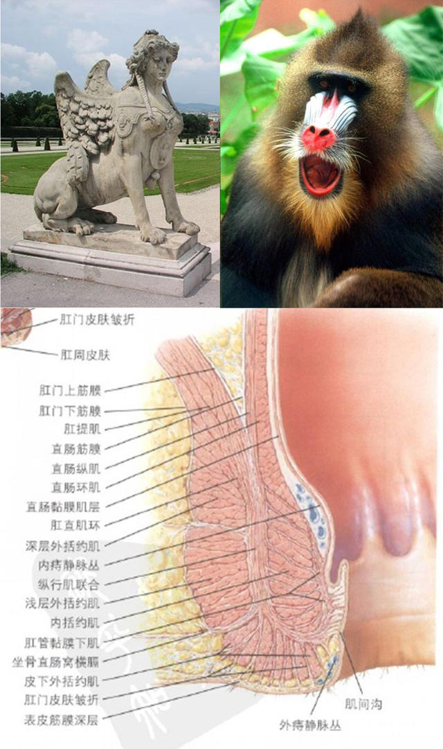 【世界杯专辑】刚烈的肛裂！如何避免马斯切拉诺和夏侯惇的惨剧？