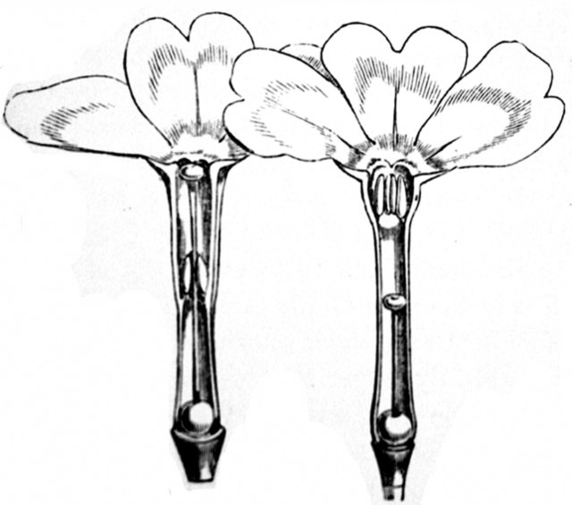 上下三百年：“花柱异长”是怎么被发现的？