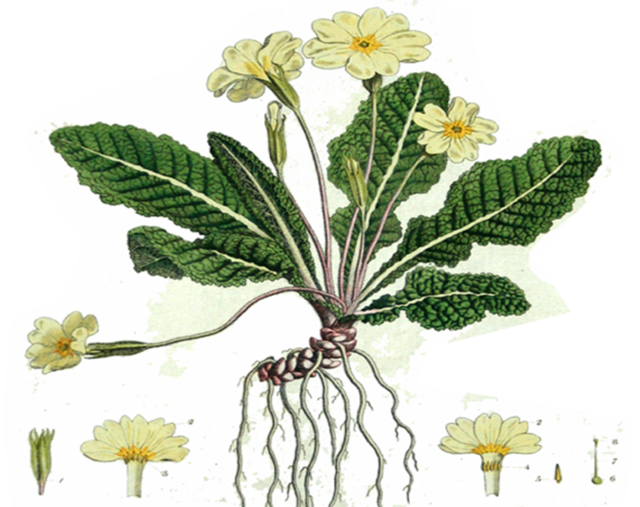 上下三百年：“花柱异长”是怎么被发现的？