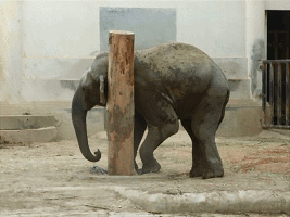 怎样给大象做玩具？