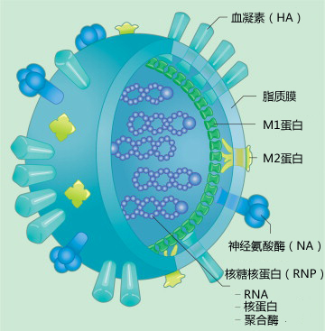 通用流感疫苗前进一大步