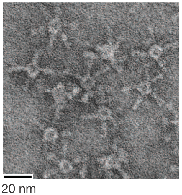 通用流感疫苗前进一大步