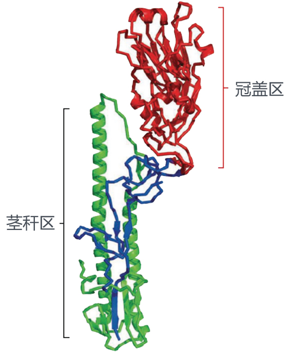 通用流感疫苗前进一大步