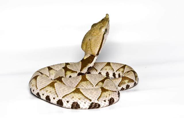 端午佳节话五毒