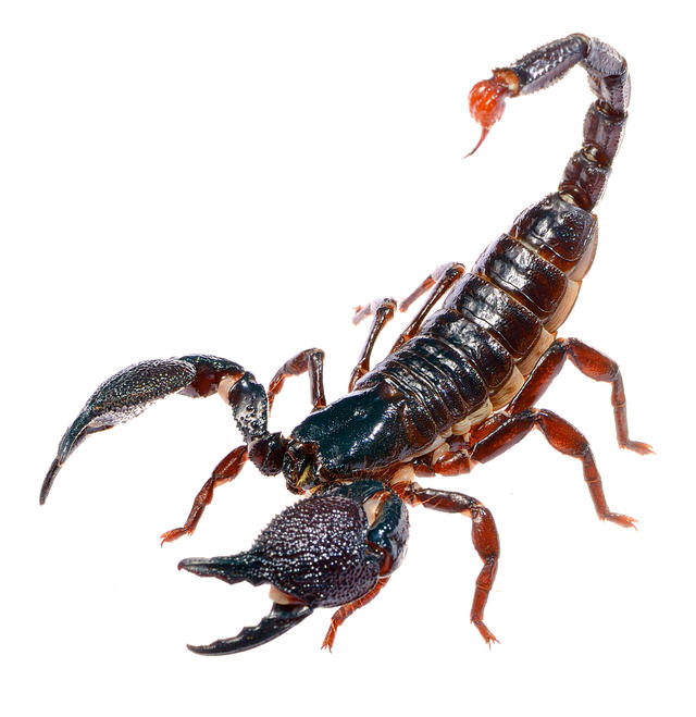 端午佳节话五毒