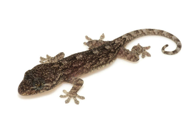 端午佳节话五毒