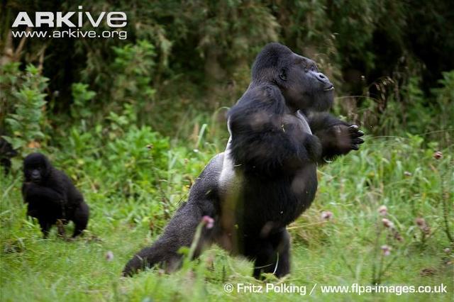 低地大猩猩：我不臭，我只是在发信号