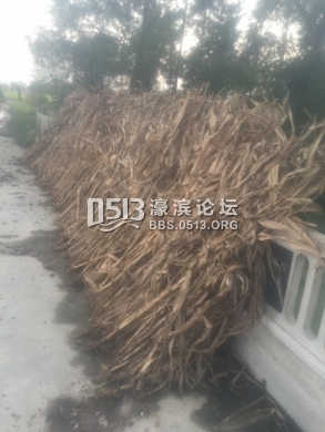 IMG_0704 (293x390).jpg