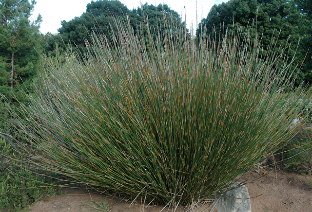 为什么要假装便便，欺骗屎壳郎的感情？