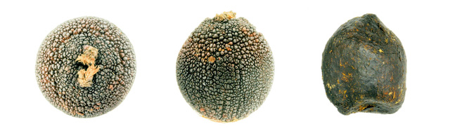 为什么要假装便便，欺骗屎壳郎的感情？