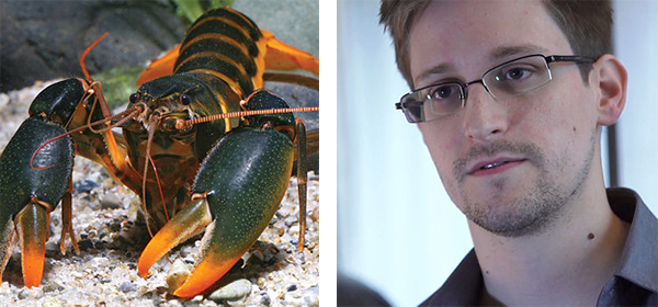 有一只昆虫名叫强尼·戴普