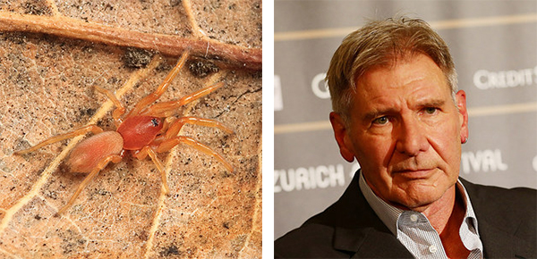 有一只昆虫名叫强尼·戴普