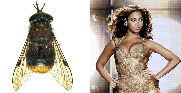 有一只昆虫名叫强尼·戴普