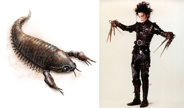 有一只昆虫名叫强尼·戴普