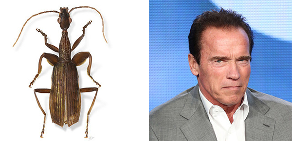 有一只昆虫名叫强尼·戴普