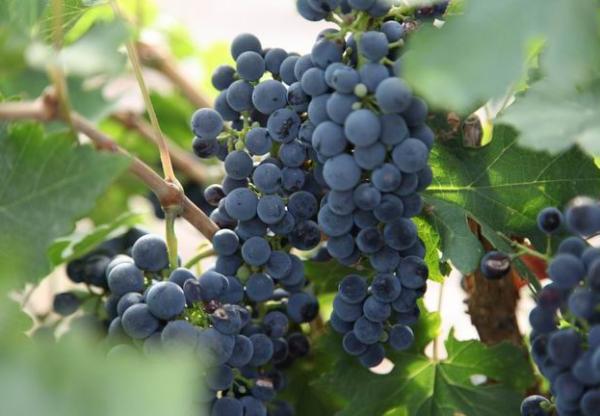 库尔勒的葡萄熟了，赶快赶快喝起来！