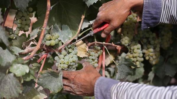 库尔勒的葡萄熟了，赶快赶快喝起来！