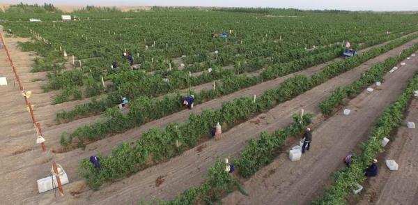 库尔勒的葡萄熟了，赶快赶快喝起来！