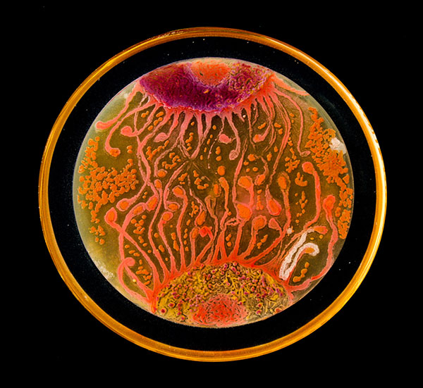 不止一花一世界，装满微生物的培养皿也是一个世界