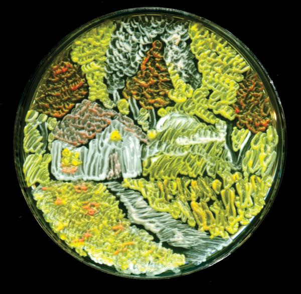 不止一花一世界，装满微生物的培养皿也是一个世界