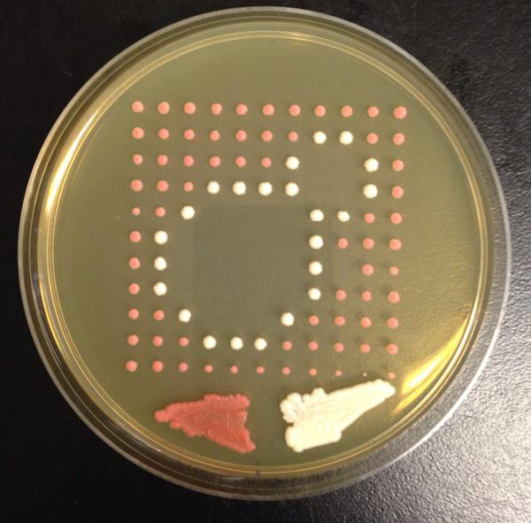 不止一花一世界，装满微生物的培养皿也是一个世界