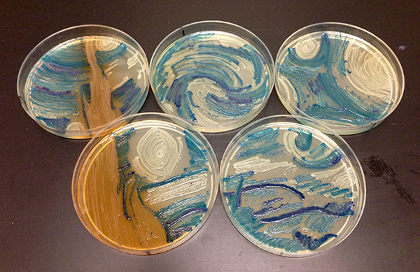 不止一花一世界，装满微生物的培养皿也是一个世界