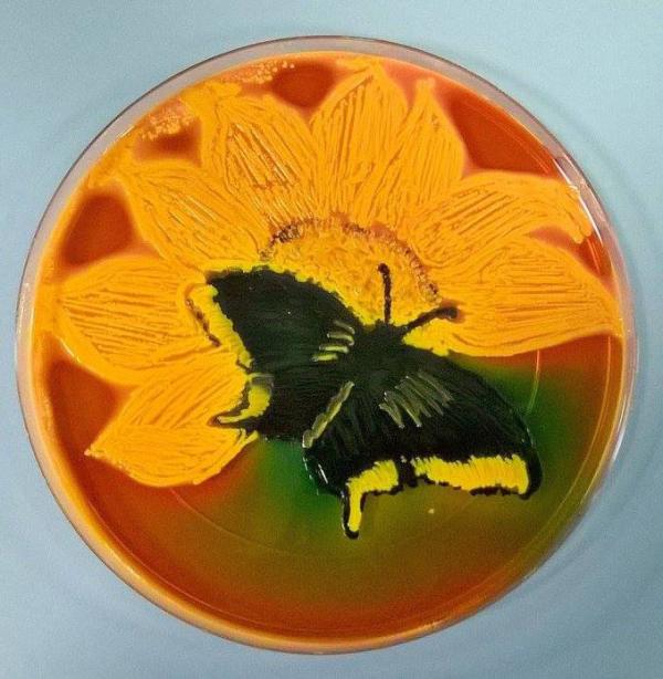 不止一花一世界，装满微生物的培养皿也是一个世界