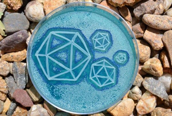 不止一花一世界，装满微生物的培养皿也是一个世界