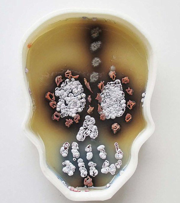 不止一花一世界，装满微生物的培养皿也是一个世界