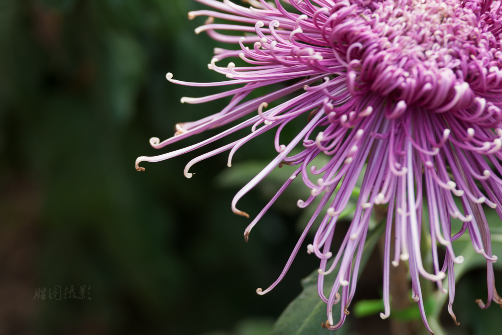 南通唐闸公园菊花20151-100 秒 (f - 5.0)-14.jpg