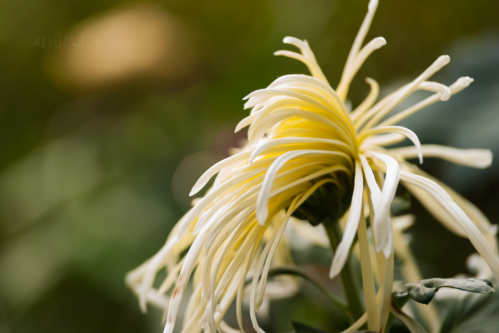 南通唐闸公园菊花20151-100 秒 (f - 5.0)-20.jpg