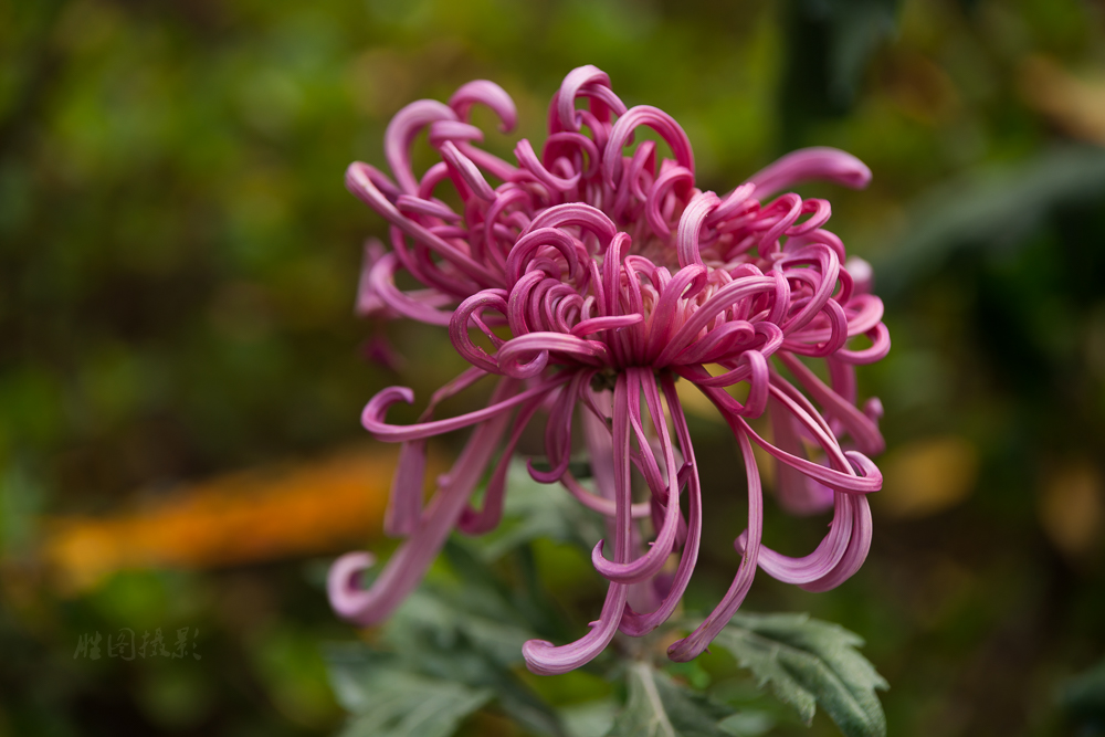 南通唐闸公园菊花20151-160 秒 (f - 4.5)-3.jpg