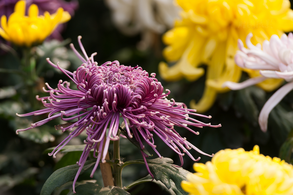 南通唐闸公园菊花20151-160 秒 (f - 5.0).jpg