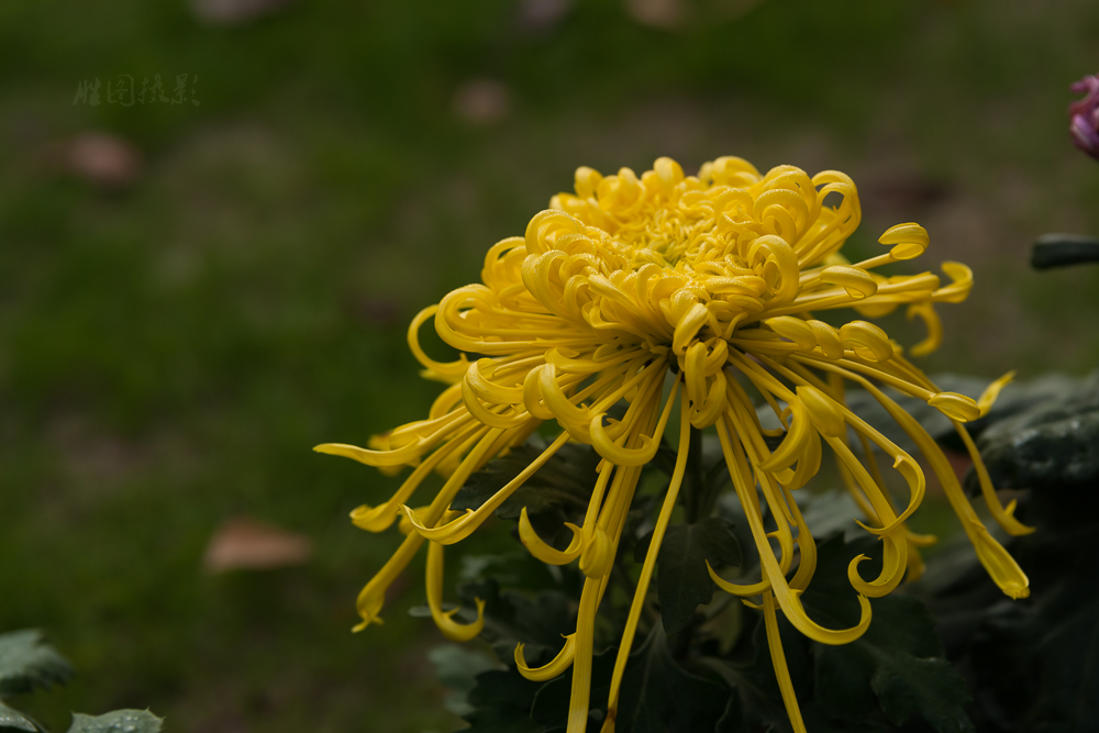 南通唐闸公园菊花20151-160 秒 (f - 5.0)-8.jpg