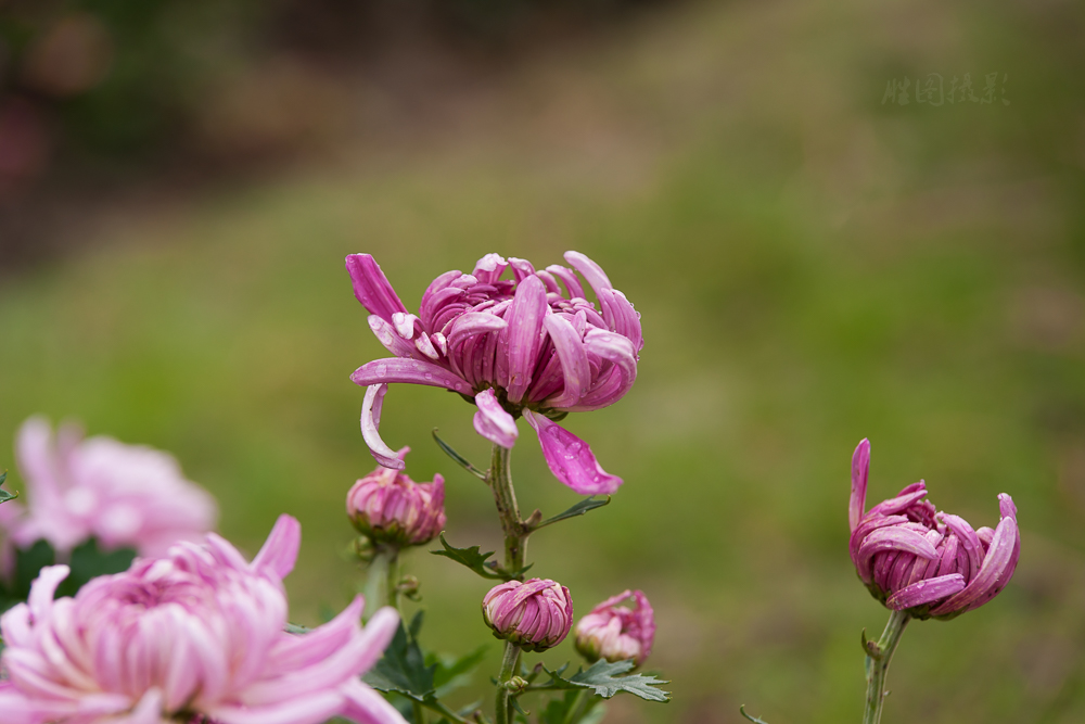 南通唐闸公园菊花20151-160 秒 (f - 5.6)-6.jpg