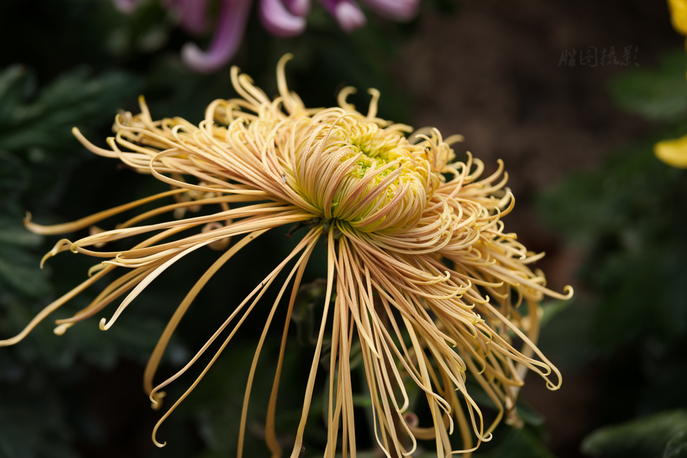 南通唐闸公园菊花20151-200 秒 (f - 5.0)-7.jpg